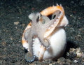   Coconut Veined Octopus  
